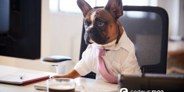 Chien au travail